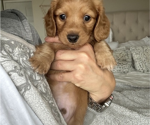 Medium Photo #10 Dachshund Puppy For Sale in SAN DIEGO, CA, USA