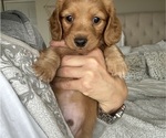 Small #9 Dachshund