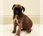 Puppy Bessie Boxer