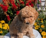 Small #13 Goldendoodle (Miniature)