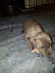 Small #24 American Pit Bull Terrier