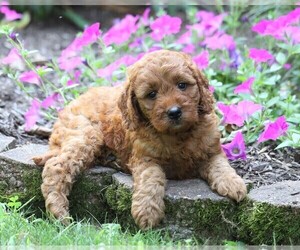 Irish Doodle Puppy for sale in FREDERICKSBG, OH, USA