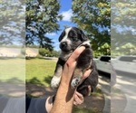 Small #2 Australian Shepherd