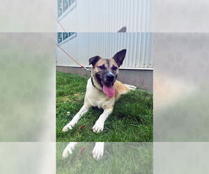 Mutt Dogs for adoption in Weaverville, NC, USA
