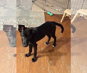Bo Peep - Female Shepradors Dog for Adoption - Photo #2