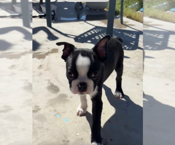 Medium Photo #3 Boston Terrier Puppy For Sale in PAHRUMP, NV, USA