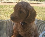 Small #1 Doodle-Goldendoodle Mix