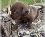 Puppy Gray Labrador Retriever