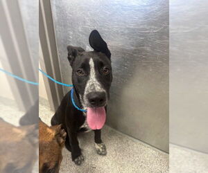 American Pit Bull Terrier-German Shepherd Dog Mix Dogs for adoption in Pasadena, TX, USA