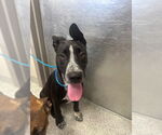 Small American Pit Bull Terrier-German Shepherd Dog Mix