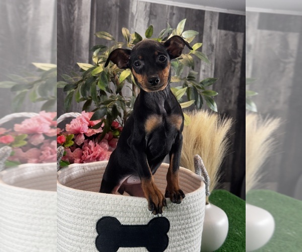 Medium Photo #4 Miniature Pinscher Puppy For Sale in CANOGA, NY, USA