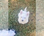Small #3 West Highland White Terrier