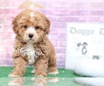 Small Photo #1 Cavapoo Puppy For Sale in BEL AIR, MD, USA