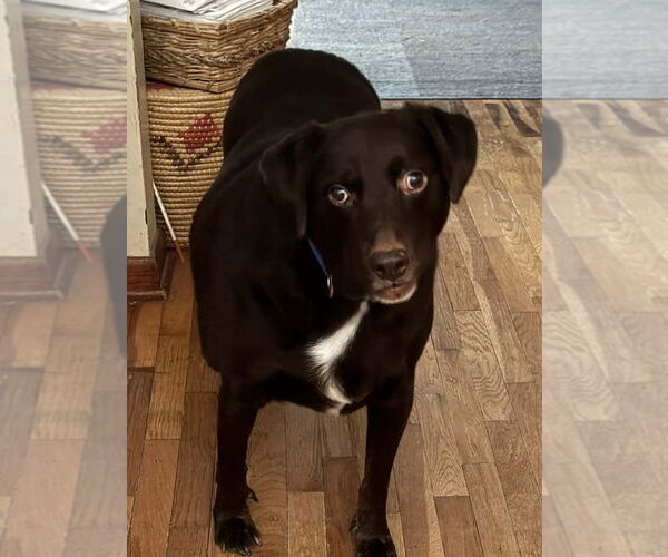 Medium Photo #4  Puppy For Sale in , 