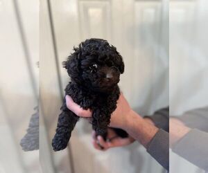 Poodle (Toy) Puppy for sale in GRANITE FALLS, NC, USA