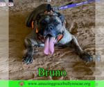Small #2 Staffordshire Bull Terrier Mix