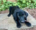 Puppy 4 Australian Cattle Dog-Labrador Retriever Mix