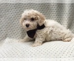 Small Photo #7 Poochon Puppy For Sale in LAKELAND, FL, USA