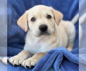 Labrador Retriever-Unknown Mix Dogs for adoption in San Diego, CA, USA