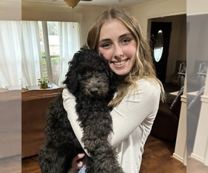 Aussiedoodle-Labradoodle Mix Puppy for Sale in DAPHNE, Alabama USA