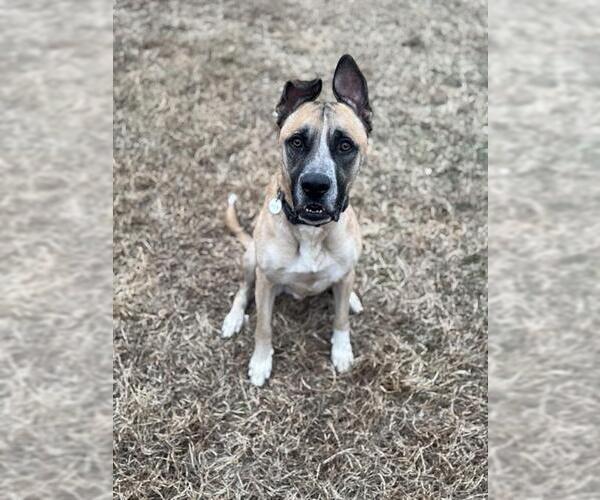 Medium Photo #2 Akita-Great Dane Mix Puppy For Sale in Forestville, MD, USA