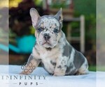 Small #2 French Bulldog