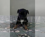 Small #4 Mutt