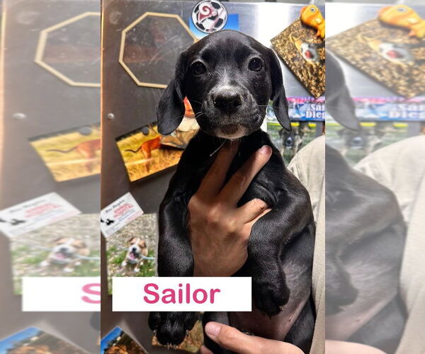 Medium Photo #2 Mutt Puppy For Sale in Claremore, OK, USA