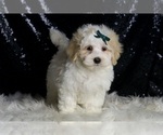 Small #1 Maltipoo (Miniature)
