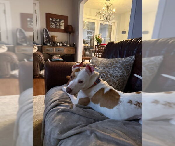 Medium Photo #21 American Staffordshire Terrier Puppy For Sale in Holly Springs, NC, USA