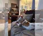 Small #20 American Staffordshire Terrier