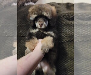 Father of the Poodle (Toy) puppies born on 03/14/2026