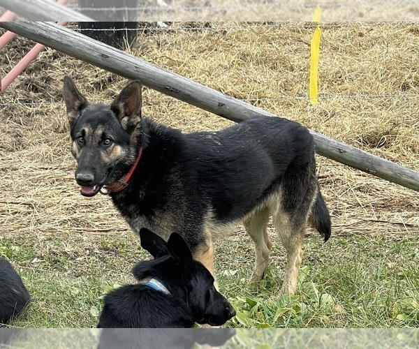 Medium Photo #1 German Shepherd Dog Puppy For Sale in WEST LIBERTY, KY, USA