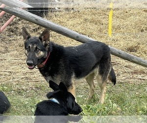 Mother of the German Shepherd Dog puppies born on 03/17/2025