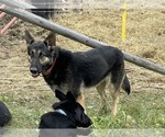 Small Photo #1 German Shepherd Dog Puppy For Sale in WEST LIBERTY, KY, USA