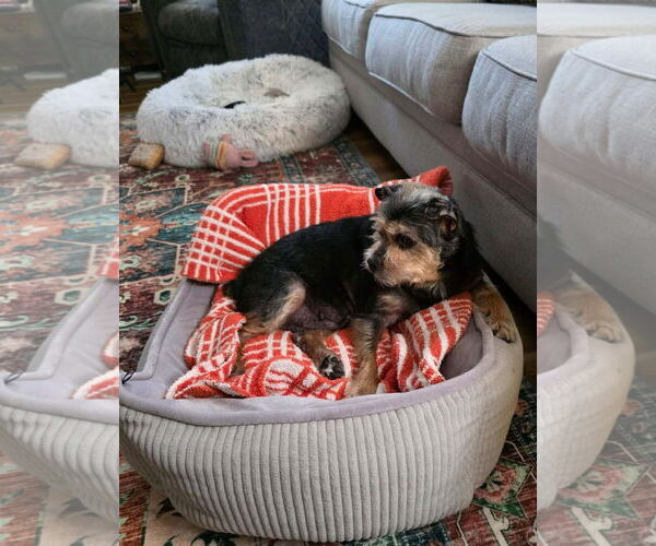 Medium Photo #6 Mutt Puppy For Sale in Arlington, VA, USA