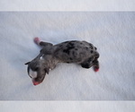 Small #3 Miniature Australian Shepherd