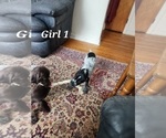 Small Photo #7 German Shorthaired Pointer Puppy For Sale in N SYRACUSE, NY, USA