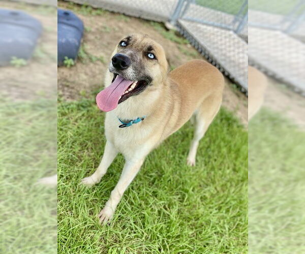 Medium Photo #2 German Shepherd Dog-Huskies  Mix Puppy For Sale in Conroe, TX, USA