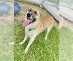 Small #1 German Shepherd Dog-Huskies  Mix