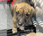 Small #1 Mutt