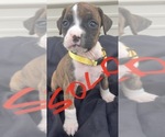 Small Photo #33 Boxer Puppy For Sale in LUCERNE VALLEY, CA, USA