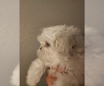 Image preview for Ad Listing. Nickname: Leo