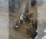 Small Photo #12 American Bully-Boxer Mix Puppy For Sale in HAMMOND, IN, USA