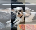 Small #3 Shih Tzu Mix