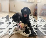 Small #1 Mutt