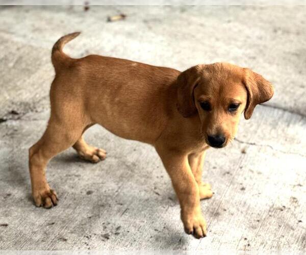 Medium Photo #2 Labbe Puppy For Sale in Yardley, PA, USA