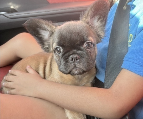 Medium Photo #2 French Bulldog Puppy For Sale in SAN ANTONIO, TX, USA