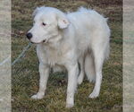 Small #4 Great Pyrenees Mix