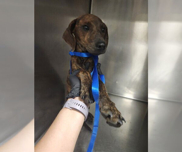 Medium Photo #1 American Pit Bull Terrier-Unknown Mix Puppy For Sale in Riverside, CA, USA